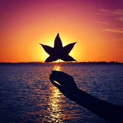 猛犸a8官网安卓版